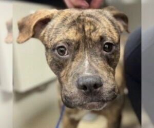 Mutt Dogs for adoption in Canton, CT, USA