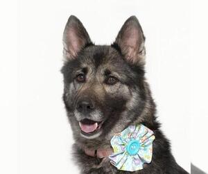 German Shepherd Dog Dogs for adoption in Santa Barbara, CA, USA