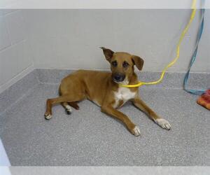 Labrador Retriever Dogs for adoption in Pasadena, TX, USA