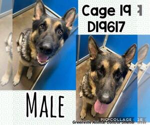 German Shepherd Dog Dogs for adoption in Greenville, TX, USA