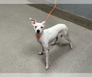 American Pit Bull Terrier-Unknown Mix Dogs for adoption in Las Vegas, NV, USA