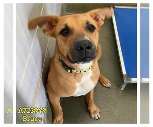 Labrador Retriever-Unknown Mix Dogs for adoption in San Antonio, TX, USA