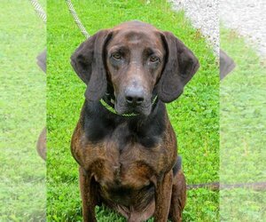 Plott Hound Dogs for adoption in Mt. Gilead, OH, USA