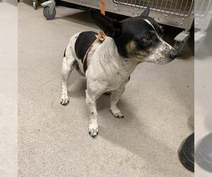 Mutt Dogs for adoption in Modesto, CA, USA