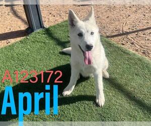 Siberian Husky Dogs for adoption in HESPERIA, CA, USA