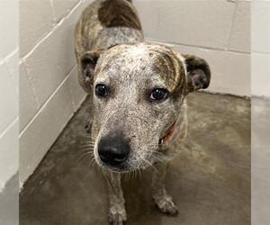 Catahoula Leopard Dog-Unknown Mix Dogs for adoption in Rosenberg, TX, USA