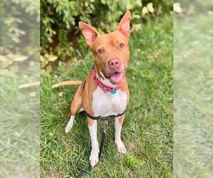 American Staffordshire Terrier Dogs for adoption in Waterford, VA, USA