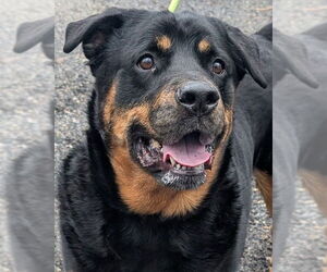 Rottweiler Dogs for adoption in Hillsboro, NH, USA