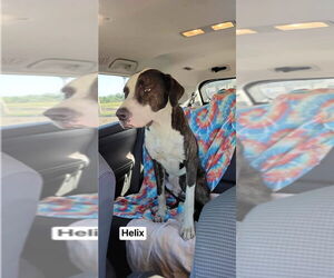 Boxer-Great Dane Mix Dogs for adoption in Bullard, TX, USA