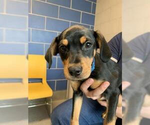 Black and Tan Coonhound-Labrador Retriever-Dachshund Mix Dogs for adoption in Waterford, VA, USA