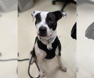 Staffordshire Bull Terrier Dogs for adoption in Center Township, PA, USA