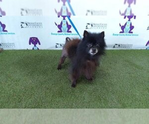 Pomeranian Dogs for adoption in Orlando, FL, USA