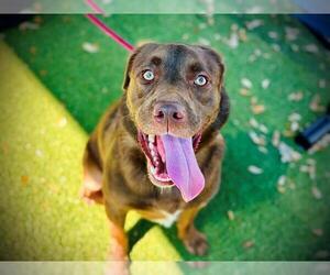 Labrador Retriever-Unknown Mix Dogs for adoption in Orlando, FL, USA