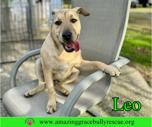 Bulldog-Labrador Retriever Mix Dogs for adoption in Milton, FL, USA