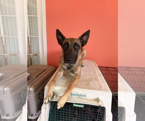 Mutt Dogs for adoption in Stevens Point, WI, USA