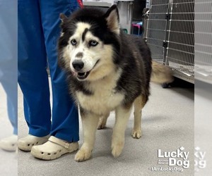 Siberian Husky-Unknown Mix Dogs for adoption in Washington, DC, USA