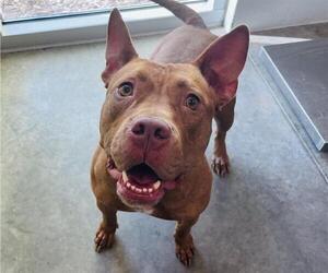 American Staffordshire Terrier Dogs for adoption in Tavares, FL, USA