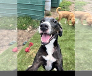 Labrador Retriever-Plott Hound Mix Dogs for adoption in Tracy City, TN, USA