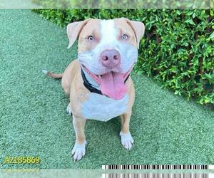 American Pit Bull Terrier Dogs for adoption in West Palm Beach, FL, USA
