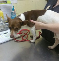 Jack Russell Terrier-Unknown Mix Dogs for adoption in Pensacola, FL, USA