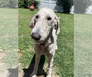 Poodle (Standard) Dogs for adoption in OKLAHOMA CITY, OK, USA
