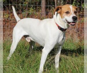 Lab-Pointer Dogs for adoption in North Myrtle Beach, SC, USA