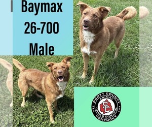 Mutt Dogs for adoption in Georgetown, KY, USA