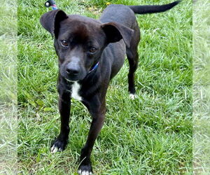 Mutt Dogs for adoption in Batavia, OH, USA
