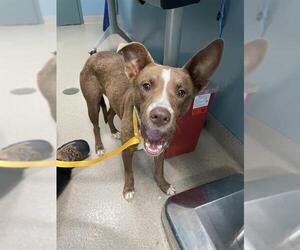 American Pit Bull Terrier Dogs for adoption in Newton, NC, USA