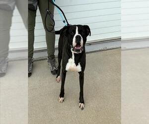 Boxer-Staffordshire Bull Terrier Mix Dogs for adoption in Louisville, KY, USA