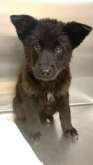 Bordernese Dogs for adoption in Asheville, NC, USA