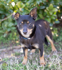 Chipin Dogs for adoption in Brownsboro, AL, USA