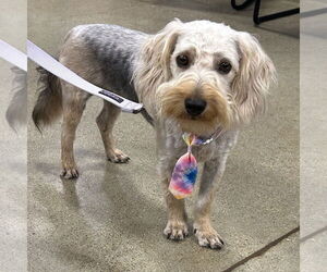 Mutt Dogs for adoption in Batavia, OH, USA