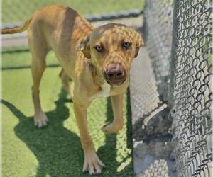 American Staffordshire Terrier-Unknown Mix Dogs for adoption in Grand Prairie, TX, USA