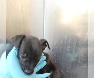 Mutt Dogs for adoption in San Antonio, TX, USA