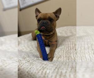 French Bulldog-Unknown Mix Dogs for adoption in Chula Vista, CA, USA