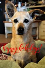 Pembroke Welsh Corgi Dogs for adoption in Prosser, WA, USA