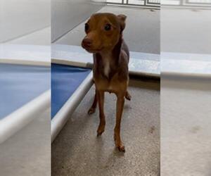 Miniature Pinscher-Unknown Mix Dogs for adoption in Downey, CA, USA
