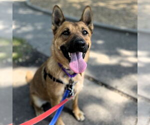 German Shepherd Dog-Unknown Mix Dogs for adoption in Fargo, ND, USA