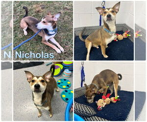 Mutt Dogs for adoption in Pierceton , IN, USA