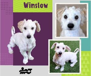 Poodle (Miniature)-Unknown Mix Dogs for adoption in Lindsay, CA, USA
