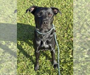 American Staffordshire Terrier Dogs for adoption in Fort Lauderdale, FL, USA