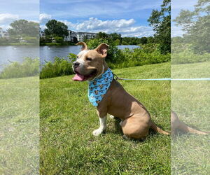 American Pit Bull Terrier Dogs for adoption in Rockville, MD, USA