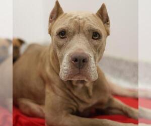 American Staffordshire Terrier-Unknown Mix Dogs for adoption in San Antonio, TX, USA