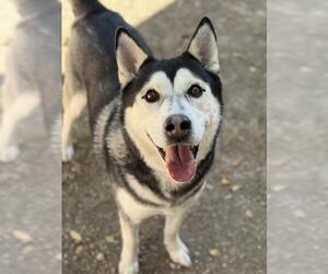 Siberian Husky Dogs for adoption in West Valley, UT, USA