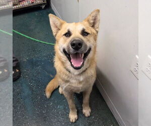 German Shepherd Dog Dogs for adoption in Chico, CA, USA