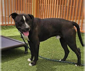 American Pit Bull Terrier-Unknown Mix Dogs for adoption in Las Vegas, NV, USA