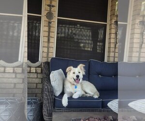 Golden Pyrenees Dogs for adoption in Euless, TX, USA