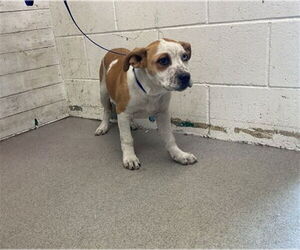 American Pit Bull Terrier-Unknown Mix Dogs for adoption in San Bernardino, CA, USA
