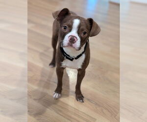 Boston Terrier-Unknown Mix Dogs for adoption in Raleigh, NC, USA